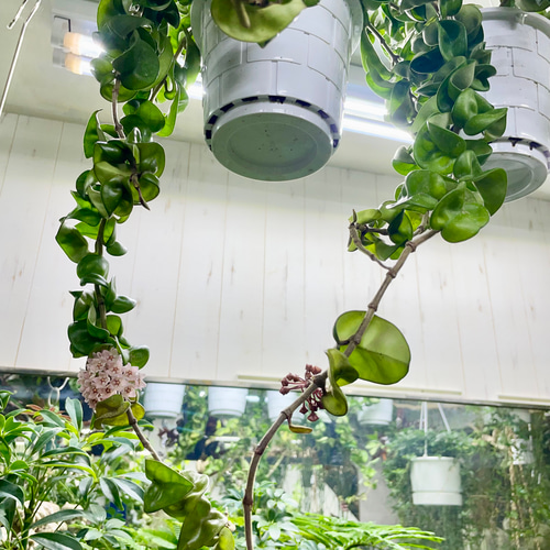 ツル長め！！ ホヤ カルノーサ コンパクタ 吊り鉢 その他インテリア