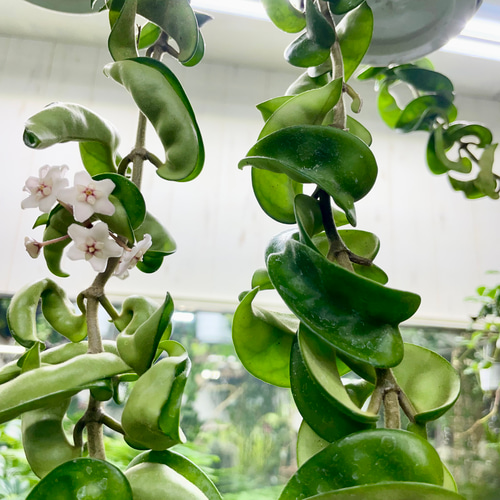 ツル長め！！ ホヤ カルノーサ コンパクタ 吊り鉢 その他インテリア