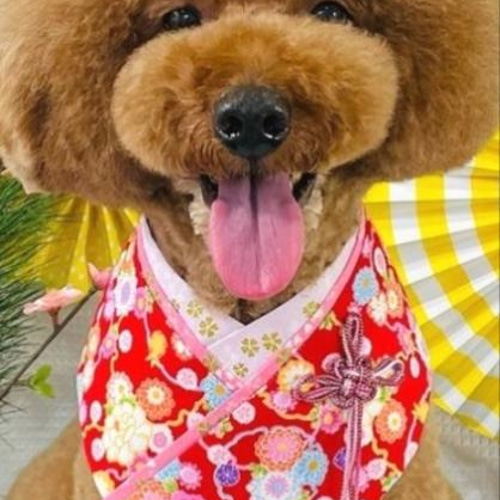 犬用和装　お正月 七五三 結婚式 サンプル品 犬 服 犬服 着物 振袖 柴犬 豆柴 中型犬 小型犬 犬用品 七五三