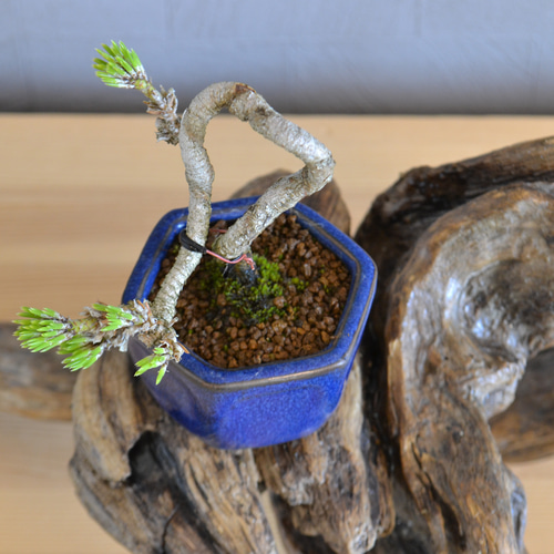 インテリア盆栽「黒松 半懸崖」 盆栽 ReBonsai 通販 12836865｜Creema