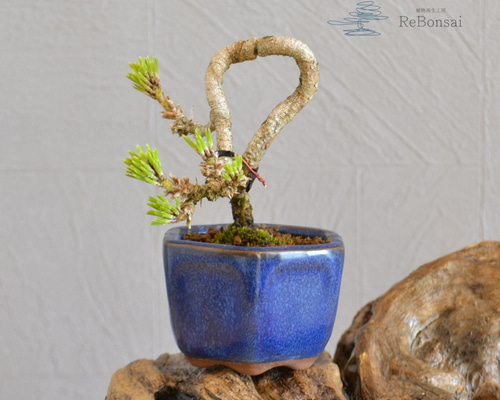 75beb67147a4a40cb1a3551bd91d07
