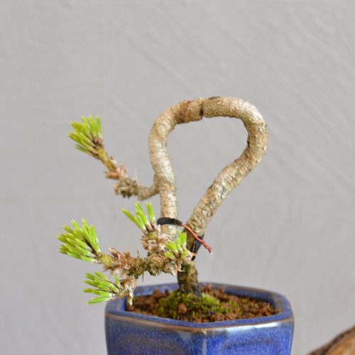 インテリア盆栽「黒松 半懸崖」 盆栽 ReBonsai 通販 12836865｜Creema