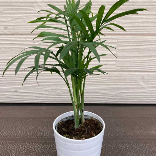 Amazon.co.jp: SPECIAL 春の観葉植物 3点セット ウンベラータ