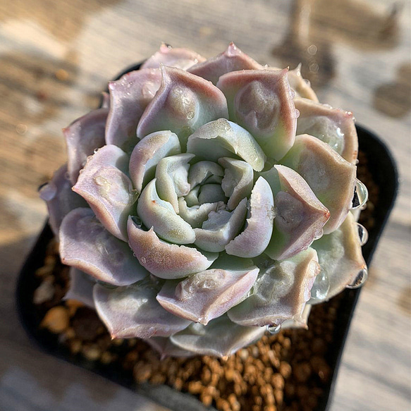 262.多肉植物 寄せ植え エケベリア属 ハートチョイス 希少 抜き苗