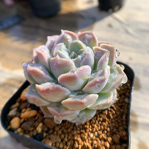 262.多肉植物 寄せ植え エケベリア属 ハートチョイス 希少 抜き苗