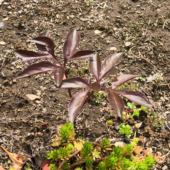 シャクヤク 苗 1株 ＊ 芍薬 華燭の典 カショクノテン 7枚目の画像