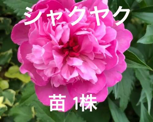 あっこです♪2点セット！月うさぎ　紫陽花　芍薬5鉢　シャクヤク　苗 あっこです♪2点セット！月うさぎ 紫陽花 芍薬5鉢 シャクヤク 苗