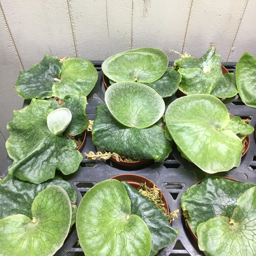 ビカクシダ　グランデ　platycerium grande ビカクシダ グランデ Platycerium grande 5号 | PLANTS SHOP OLIVE