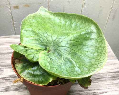 ビカクシダ　グランデ　platycerium grande ビカクシダ グランデ Platycerium grande 5号 | PLANTS SHOP OLIVE