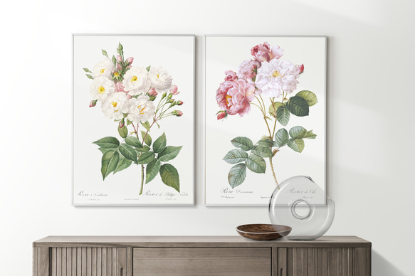 【NO.284】ピンク色の薔薇の花フラワーボタニカルアートポスター☆上品母の日植物アンティーク雑貨A4A3A2A1B2 6枚目の画像