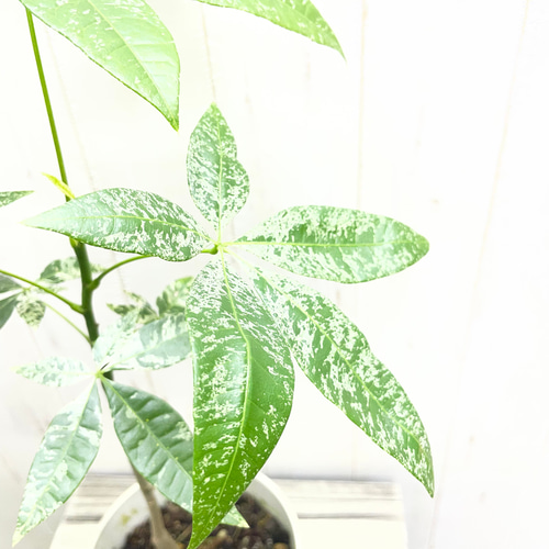 希少 実生 パキラ ミルキーウェイ その他インテリア雑貨 PLANTS SHOP