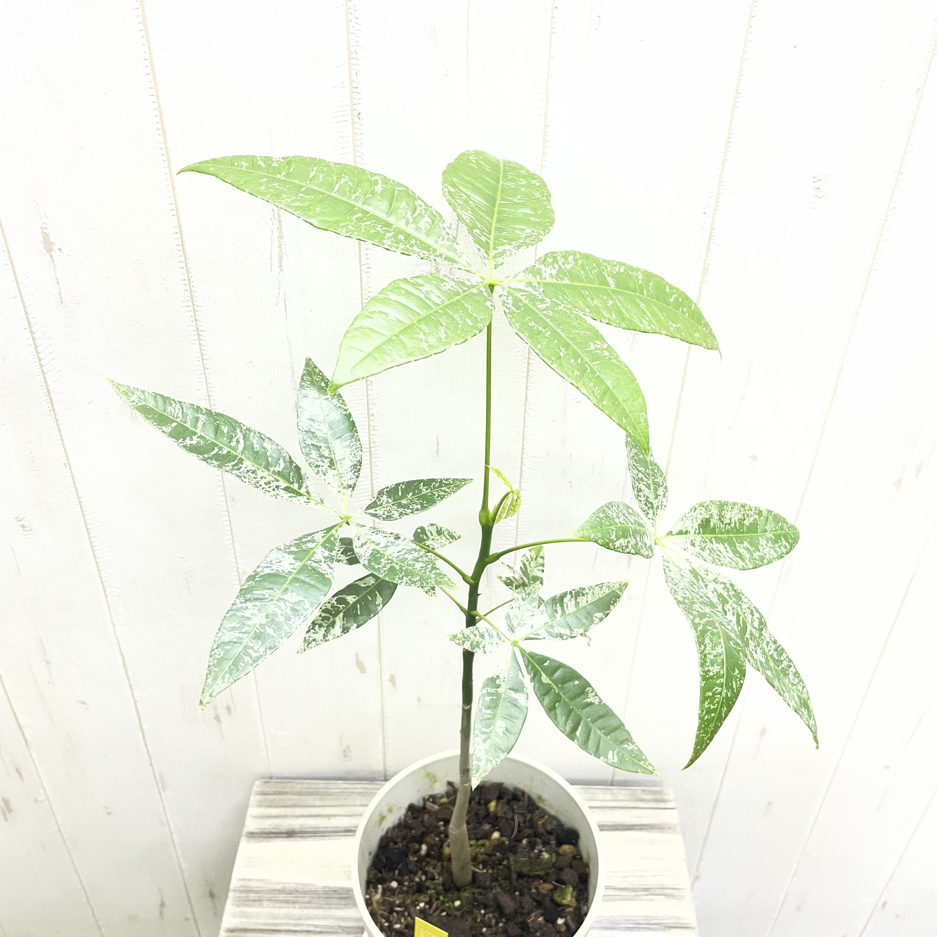 希少 実生  パキラ ミルキーウェイ