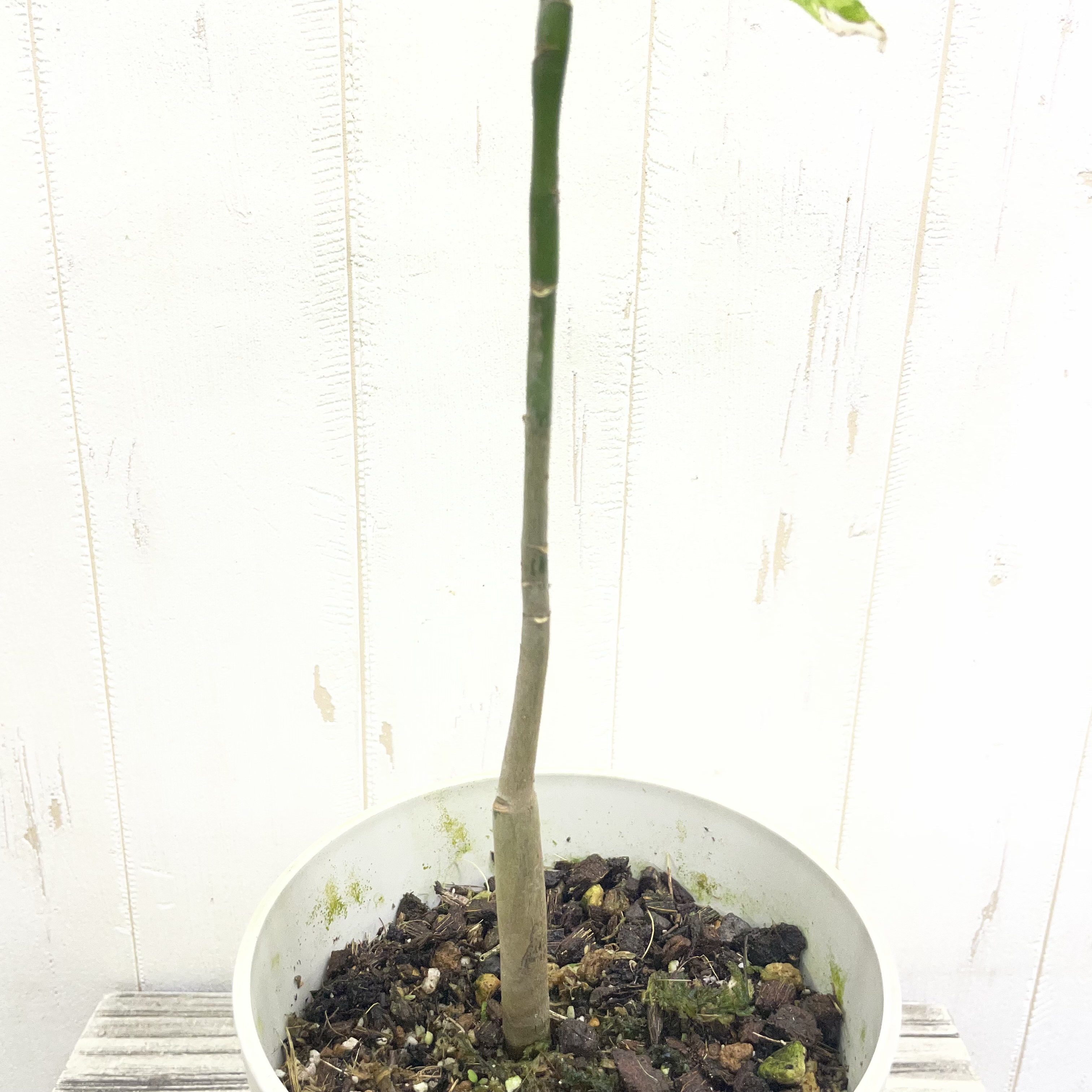 希少 実生  パキラ ミルキーウェイ