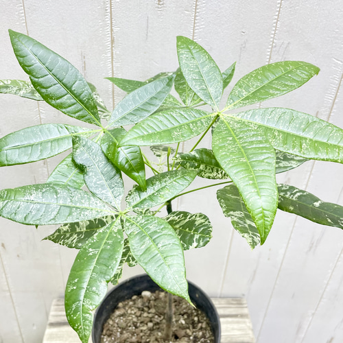 希少 実生 パキラ ミルキーウェイ その他インテリア雑貨 PLANTS