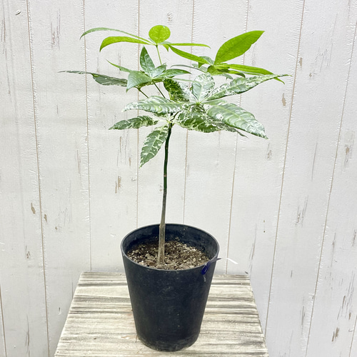 パキラ　ミルキーウェイ　実生 パキラ ミルキーウェイ（実生）001 – linkplants -リンクプランツ-