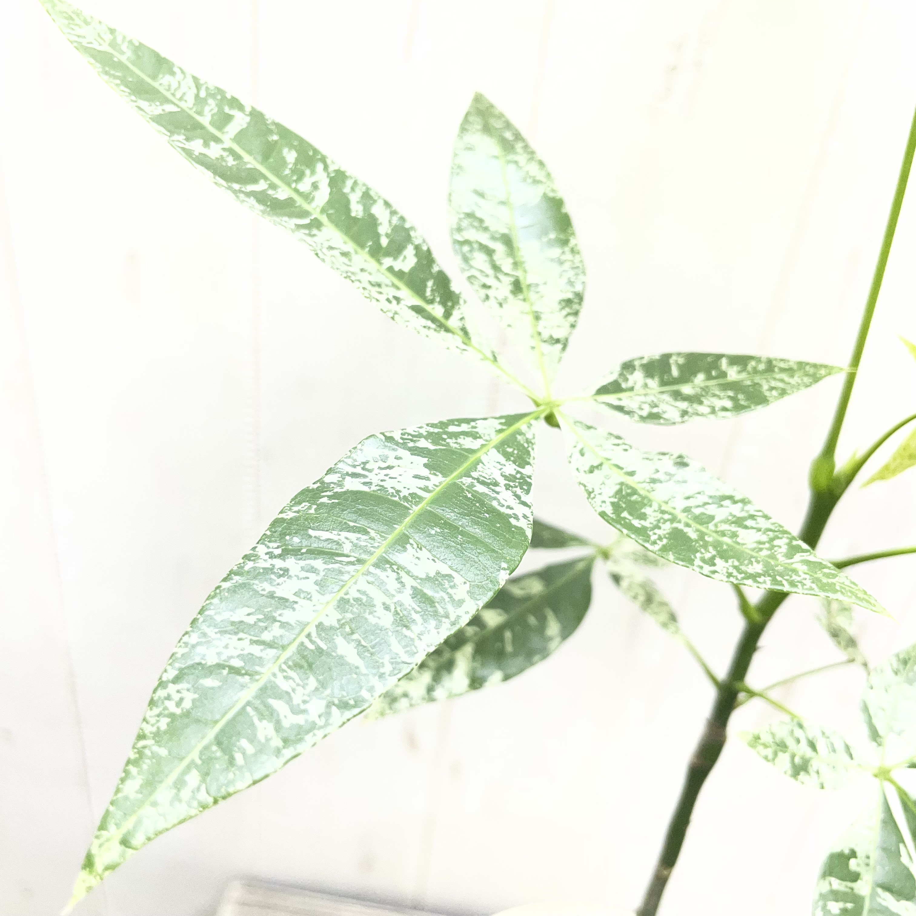 希少 実生  パキラ ミルキーウェイ