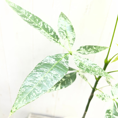 希少 実生 パキラ ミルキーウェイ その他インテリア雑貨 PLANTS SHOP