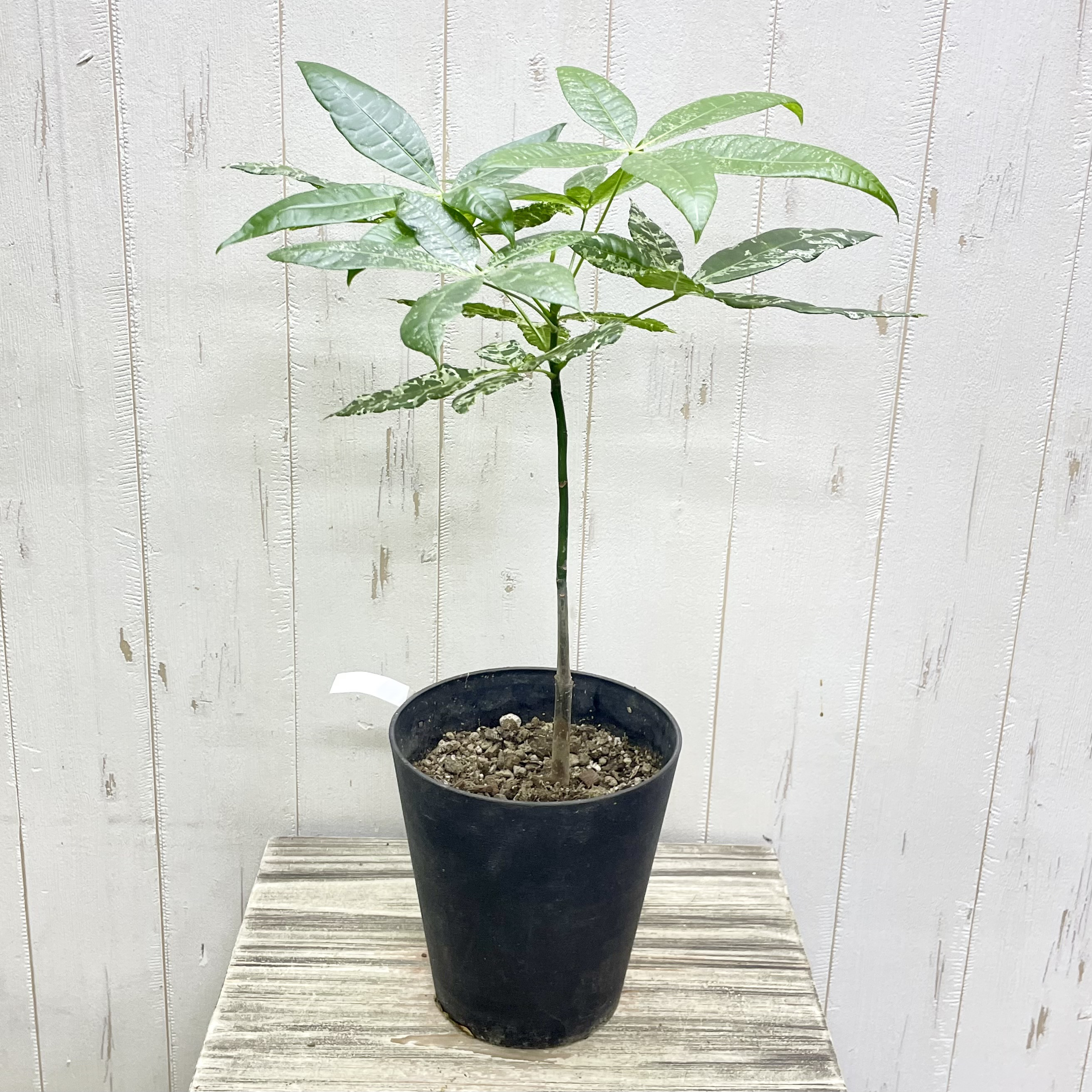 希少 実生 パキラ ミルキーウェイ その他インテリア雑貨 PLANTS