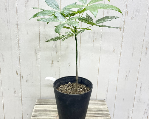 【セット割】パキラミルキーウェイ 実生4株おまとめ　2齢 セット割】パキラミルキーウェイ 実生4株おまとめ 2齢