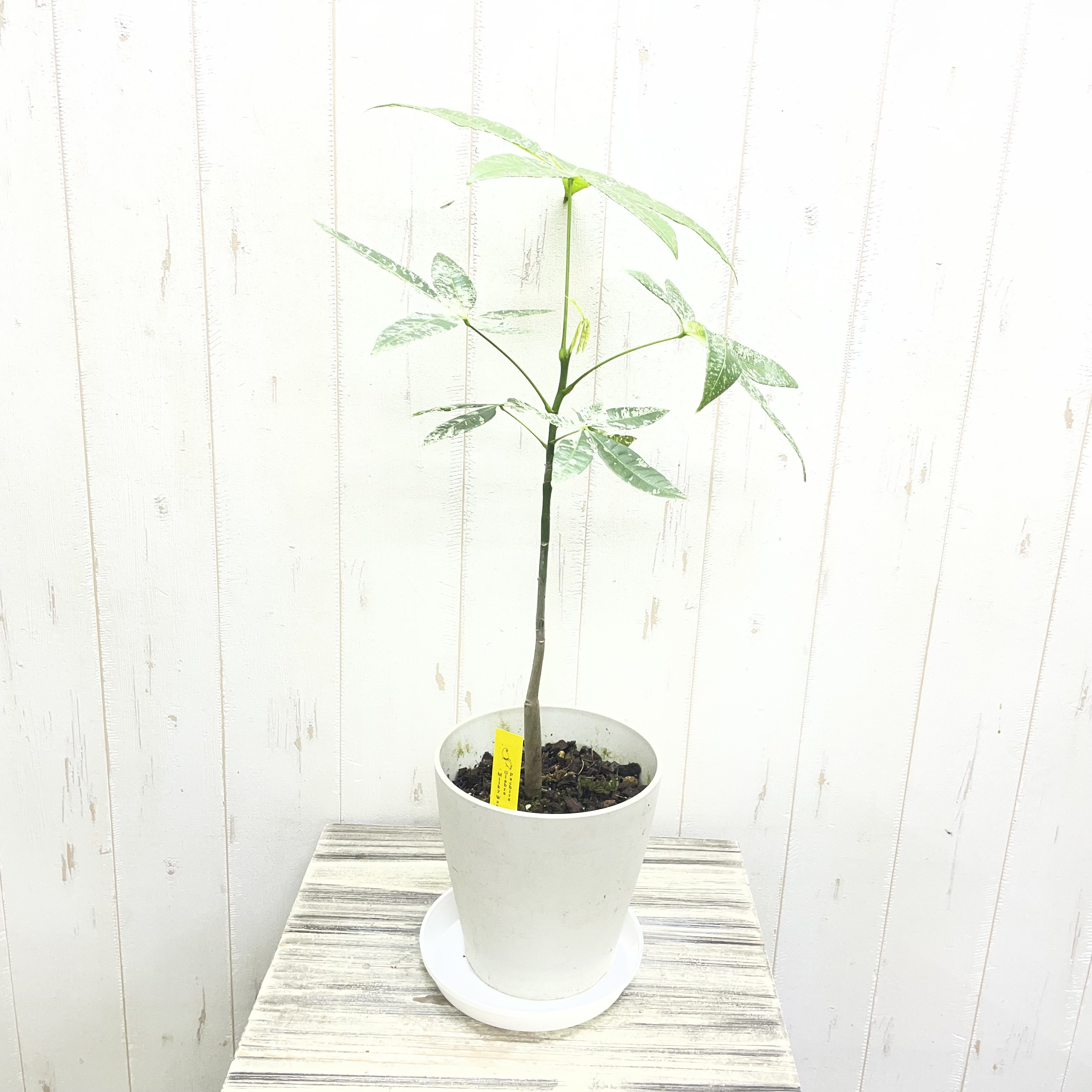 希少 実生  パキラ ミルキーウェイ