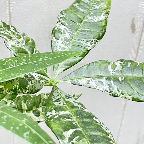希少 実生 パキラ ミルキーウェイ その他インテリア雑貨 PLANTS