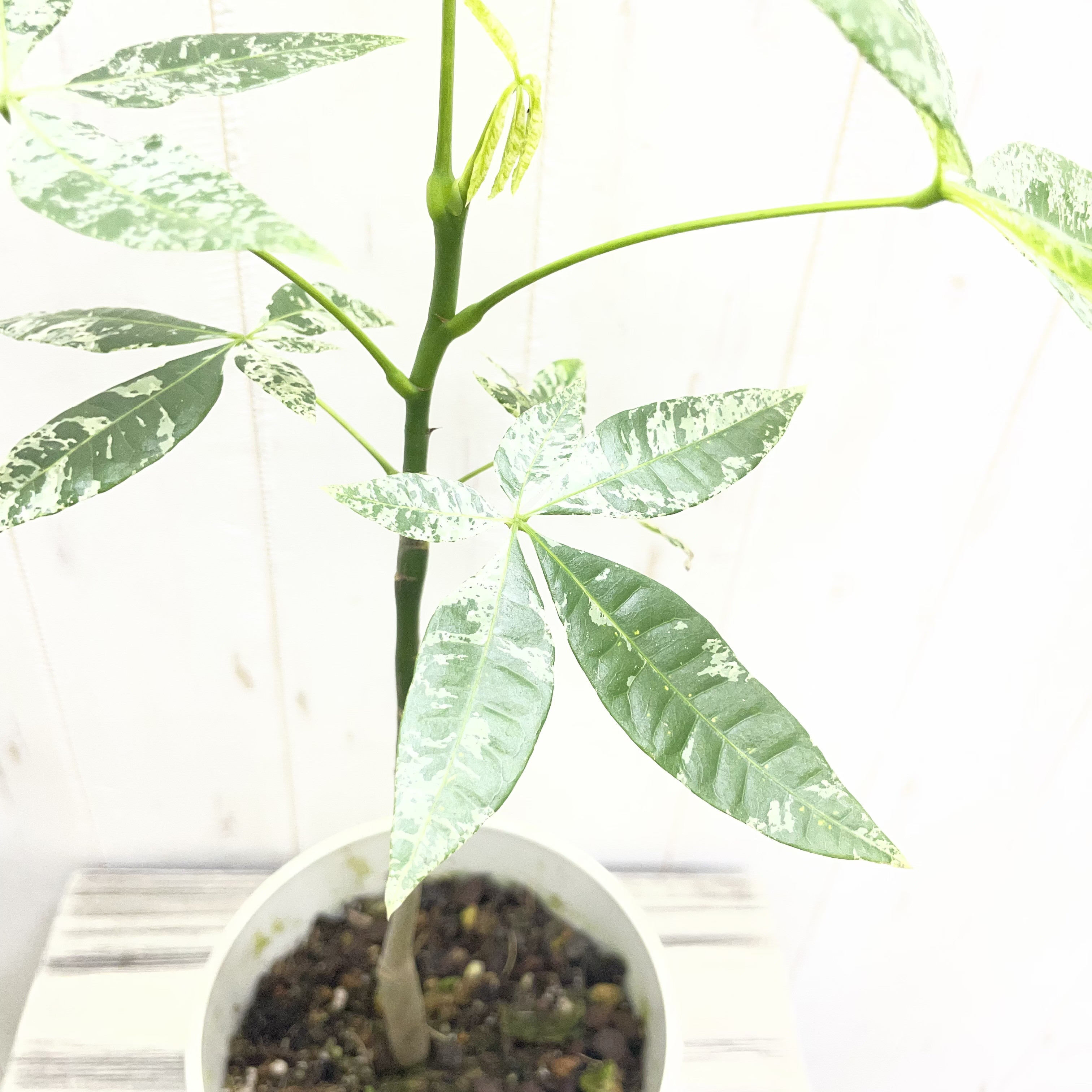 希少 実生  パキラ ミルキーウェイ