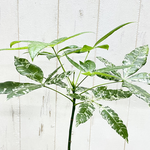 希少 実生 パキラ ミルキーウェイ その他インテリア雑貨 PLANTS SHOP