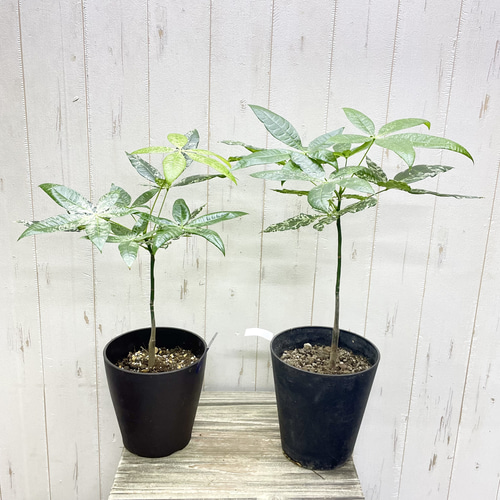 セット割】パキラミルキーウェイ実生4株 サイズバラバラ.Ver 2齢