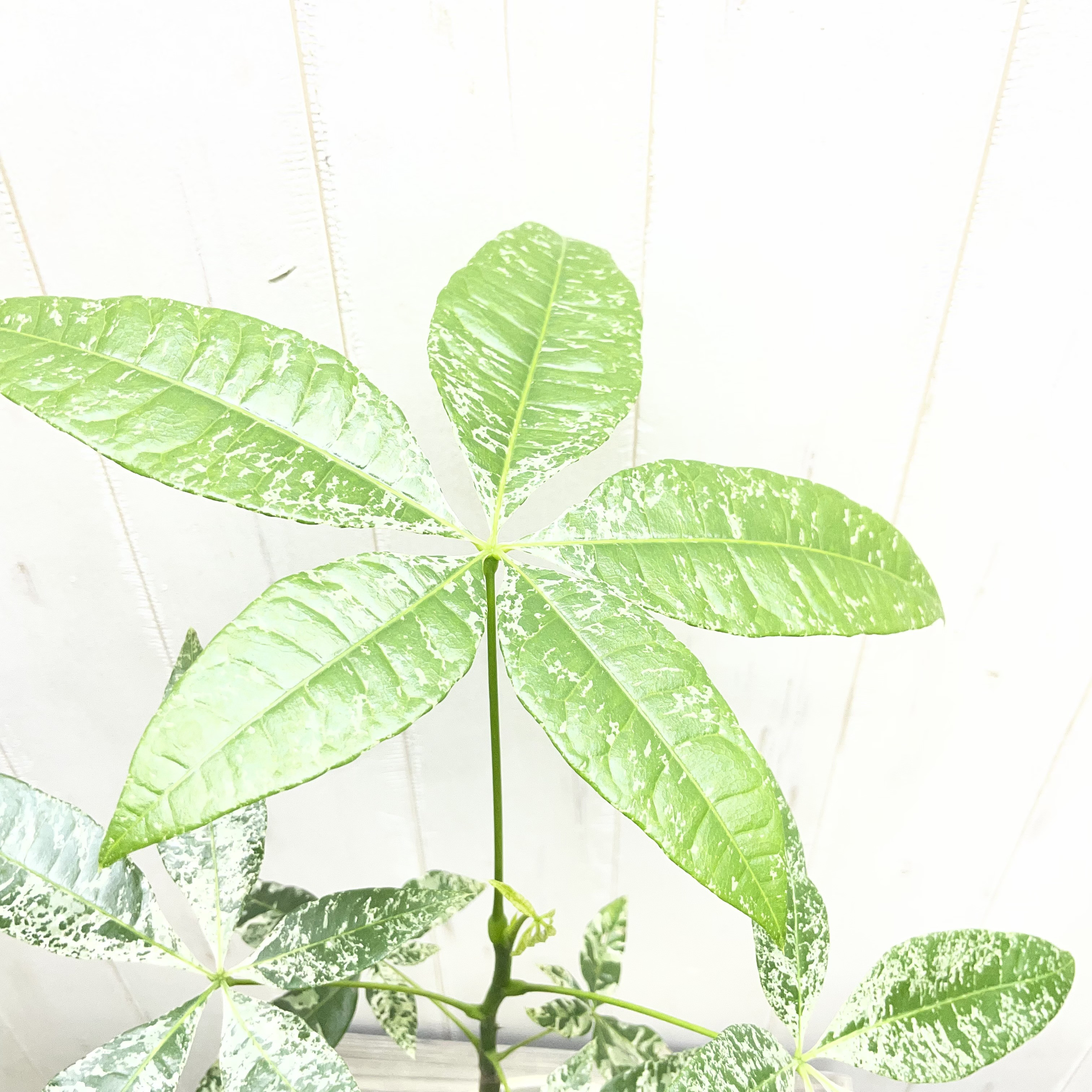 希少 実生  パキラ ミルキーウェイ