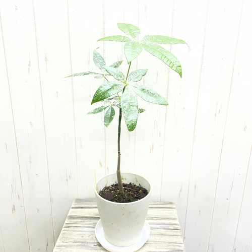 希少 実生 パキラ ミルキーウェイ その他インテリア雑貨 PLANTS SHOP