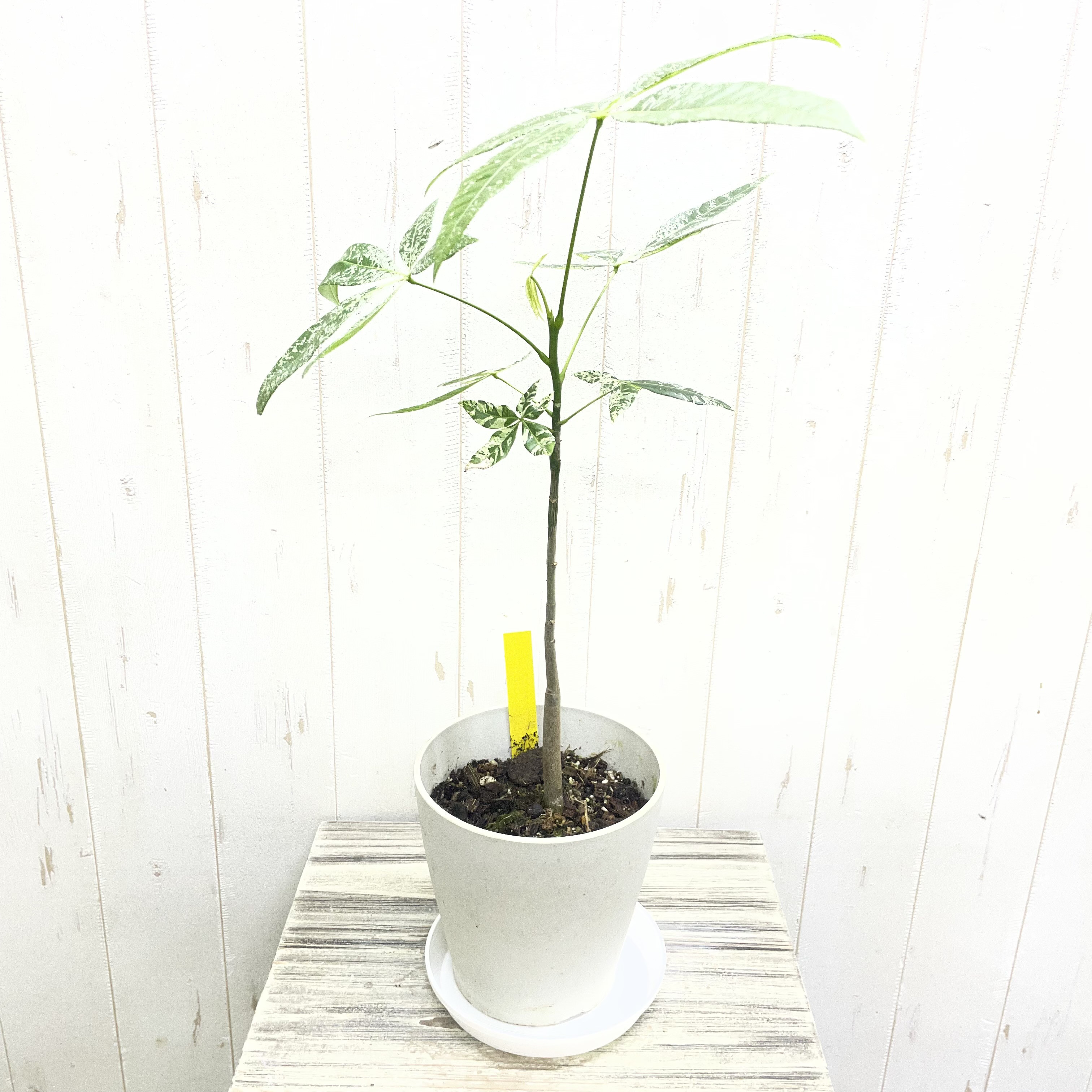 希少 実生  パキラ ミルキーウェイ