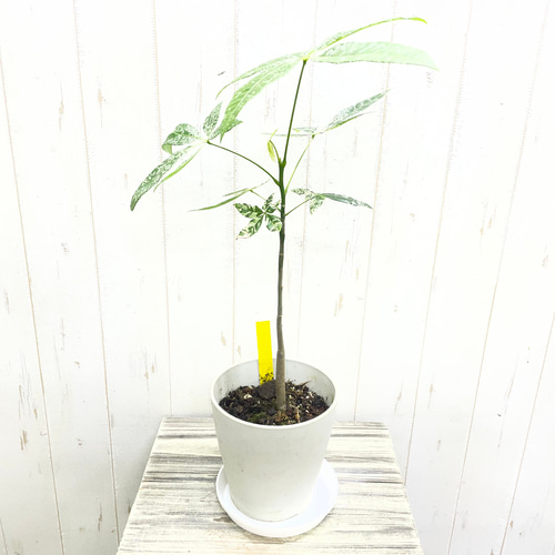 希少 実生 パキラ ミルキーウェイ その他インテリア雑貨 PLANTS SHOP