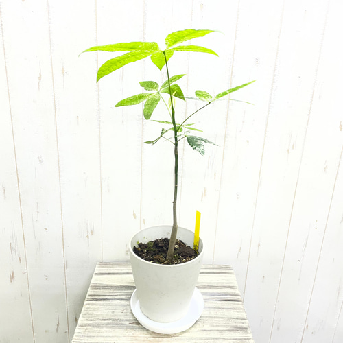 希少 実生 パキラ ミルキーウェイ その他インテリア雑貨 PLANTS SHOP