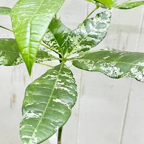 希少 実生 パキラ ミルキーウェイ その他インテリア雑貨 PLANTS