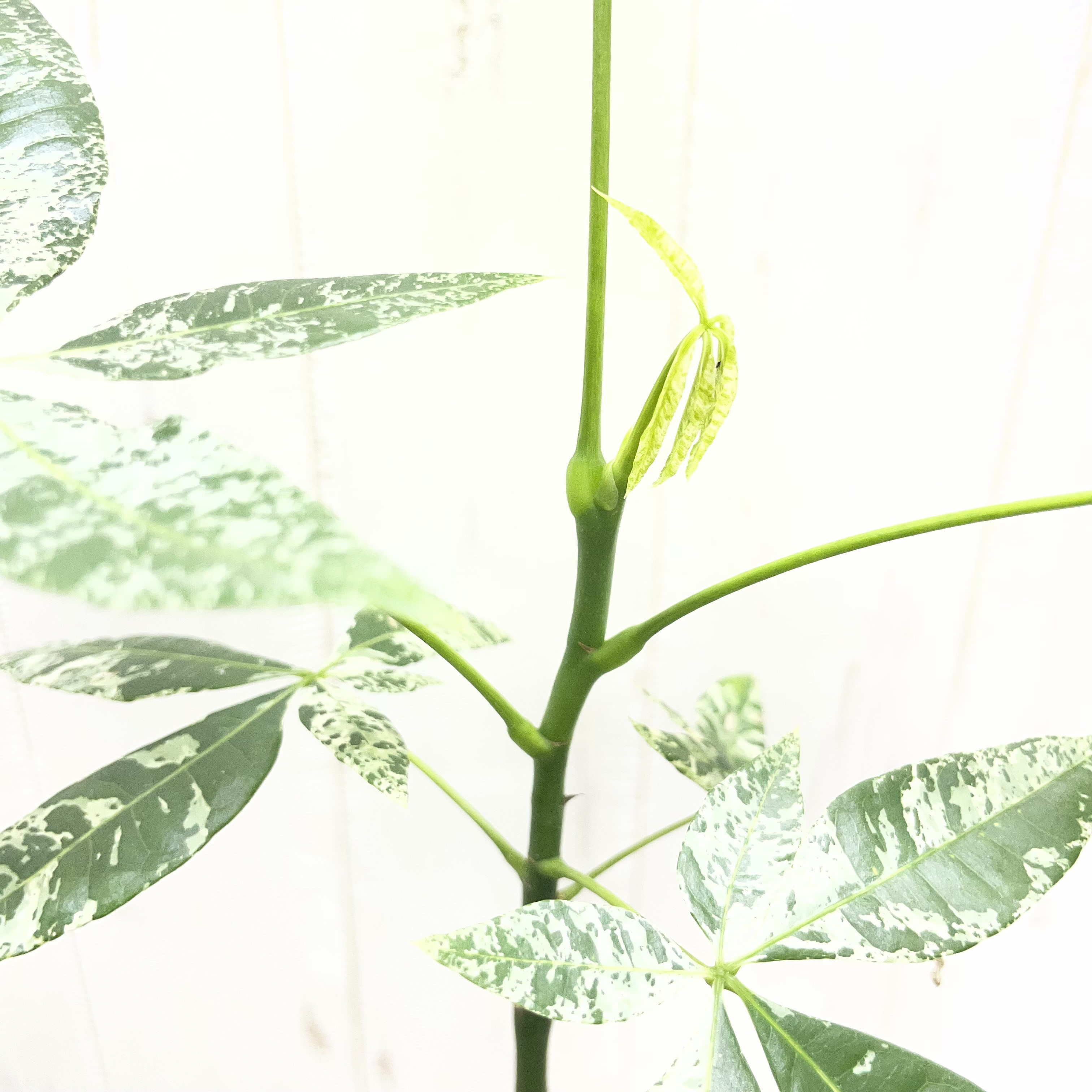 希少 実生  パキラ ミルキーウェイ