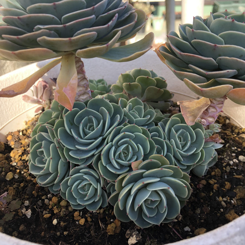 多肉植物 七福神 鉢のまま発送 リース ガーデン ハッピーアワー 通販