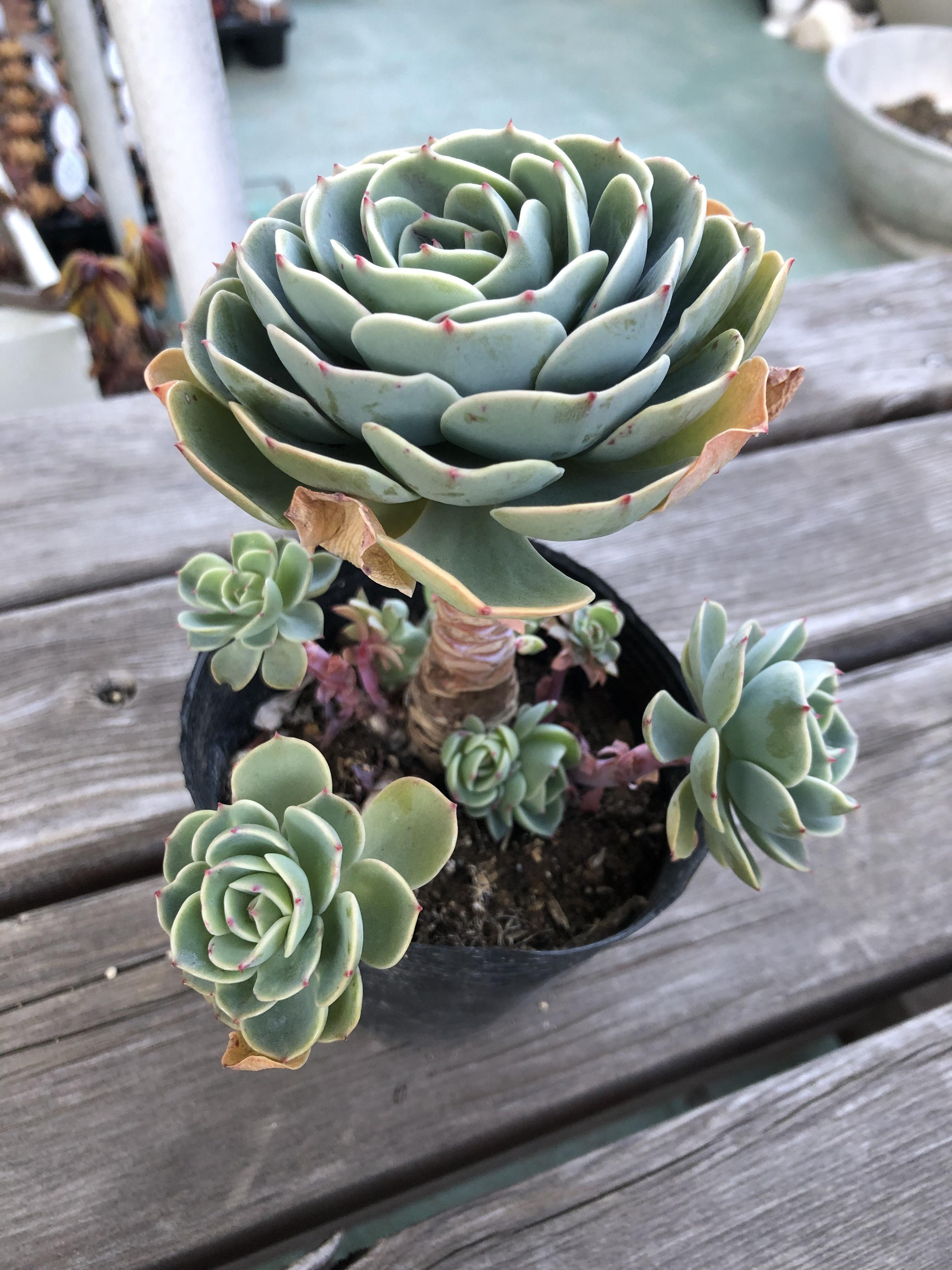 多肉植物✩.*˚七福神 抜き苗 Amazon｜多肉植物 苗 七福神 群生 子吹き 3号 多肉 エケベリア