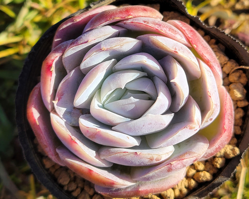 多肉植物 韓国苗 ポトシナ 発根済み ポトシナ – 多肉植物の通販・販売