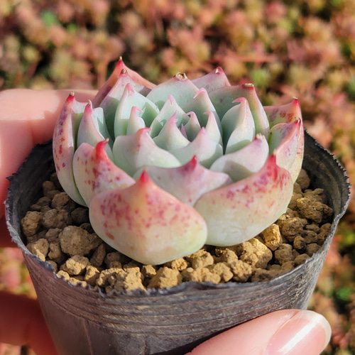 スカイワールド 多肉植物 エケベリア その他インテリア雑貨 多肉