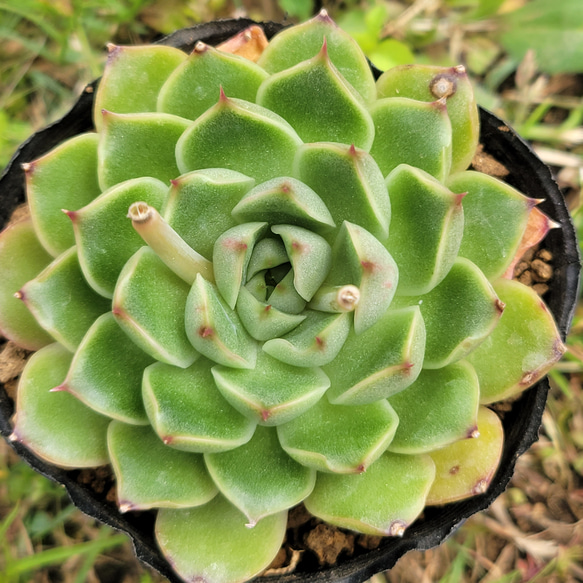 グリーンタイム 多肉植物 エケベリア その他インテリア雑貨 多肉の