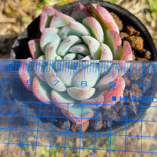 花月夜 多肉植物 エケベリア その他インテリア雑貨 多肉のたかだ 通販