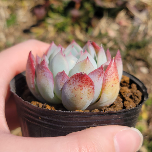 花月夜 多肉植物 エケベリア その他インテリア雑貨 多肉のたかだ 花月夜 多肉植物 エケベリア その他インテリア雑貨 多肉のたかだ