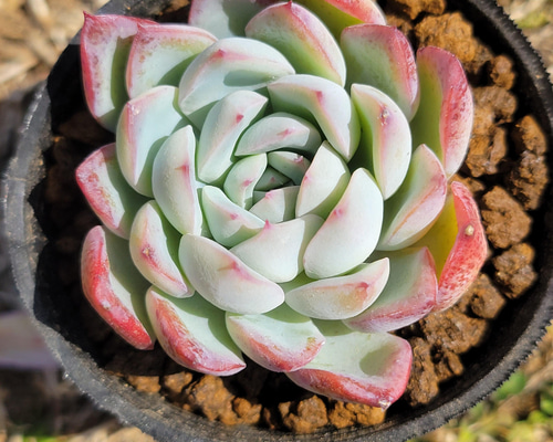 多肉植物　花月夜　抜き苗　エケベリア c490559176cec77d2bfc18a200cf78