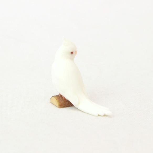 玄鳳鸚鵡白色圖 第3張的照片