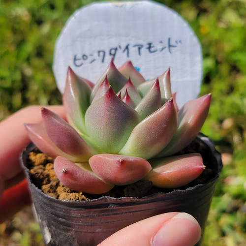 多肉植物　ピンクダイヤモンド