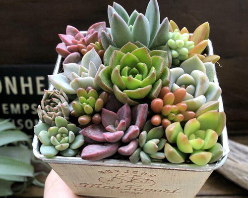 多肉の寄せ植え♡ブリキ鉢♡可愛い詰め合わせ♡寄せ植え 人造花