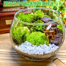 3つ選べる苔の組合せ1パック 苔テラリウム ヤマゴケ 3つ選べる苔の組合せ1パック 苔テラリウム ヤマゴケ
