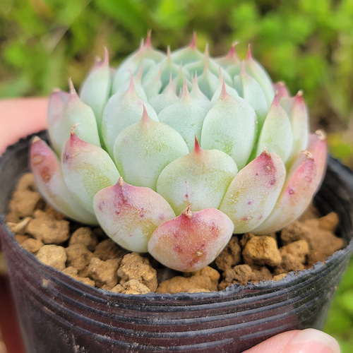 なな！珍しい！札のなる木カット苗　多肉植物 珍品 なな様専用！珍しい！札のなる木カット苗 多肉植物 珍品 2025年