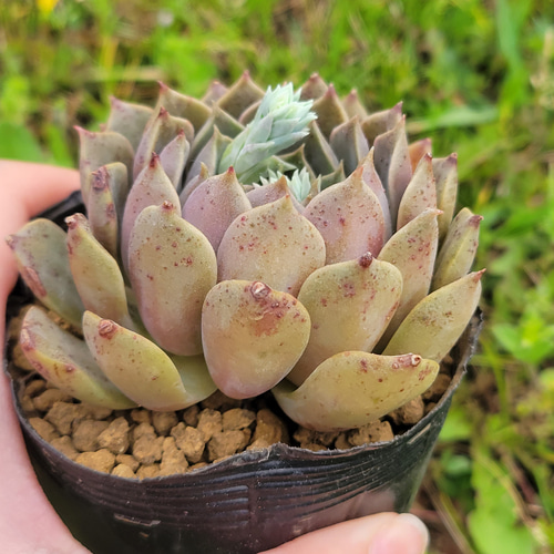 多肉植物 モヒカン錦♡抜き苗