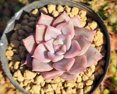 エケベリア ピンクローズ 0689416ae98be084876941cd4645ac